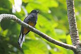 White-tailed Trogonborder=